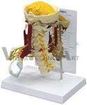 Deluxe Muscled Cervical Vertebrae Model W/ Anatomy Education Card | Muscular Models