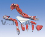 Deluxe Muscle Arm, 6 Part, Life Size | Muscular Models