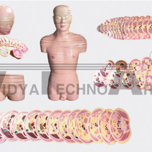 The dissection model of human head cervix and trunk horizontal layer