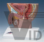 Male Pelvis Section Model, 1/2 Life Size | Male Models