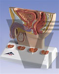 Prostate Model, 1/2 Natural Size | Male Models