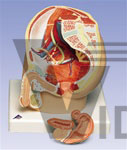 Male Pelvis, 2-Part | Male Models