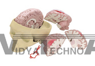 The Model Of Skull With Brain | Medical Promotional Model