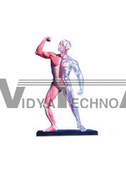 The Model Of Human Muscles With Blood Vessel | Medical Promotional Model