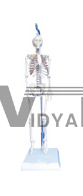 The Model Of Human Skeleton | Medical Promotional Model