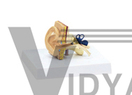 The Dissection Model Of Ear | Medical Promotional Model