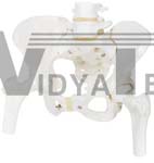 Pelvic Skeleton Model, Female, With Movable Femur Heads | Pelvis Models