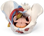 Female Pelvis With Ligaments, Vessels, Nerves, Pelvic Floor And Organs, 6 Part | Pelvis Models
