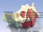 Female Pelvis And Pelvic Floor Model, 5 Part | Pelvis Models