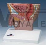 Male Pelvis Section Model, 1/2 Life Size | Pelvis Models