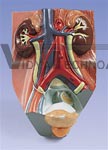 Urinary System Model, Male, 0.75 Times Full-Size | Urinary Models
