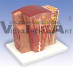 Kidney Model | Urinary Models