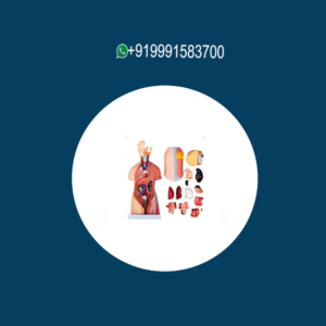 Medical Models
