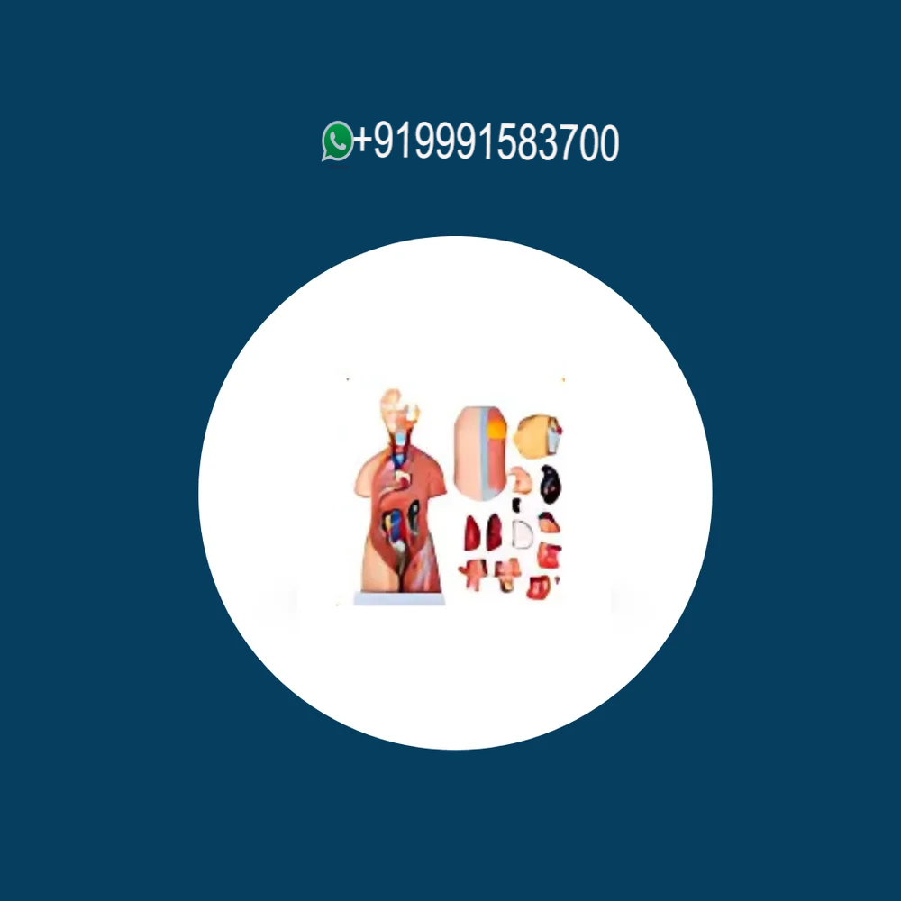 Medical Models