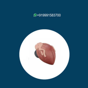 Expansion Model of Urinary Bladder