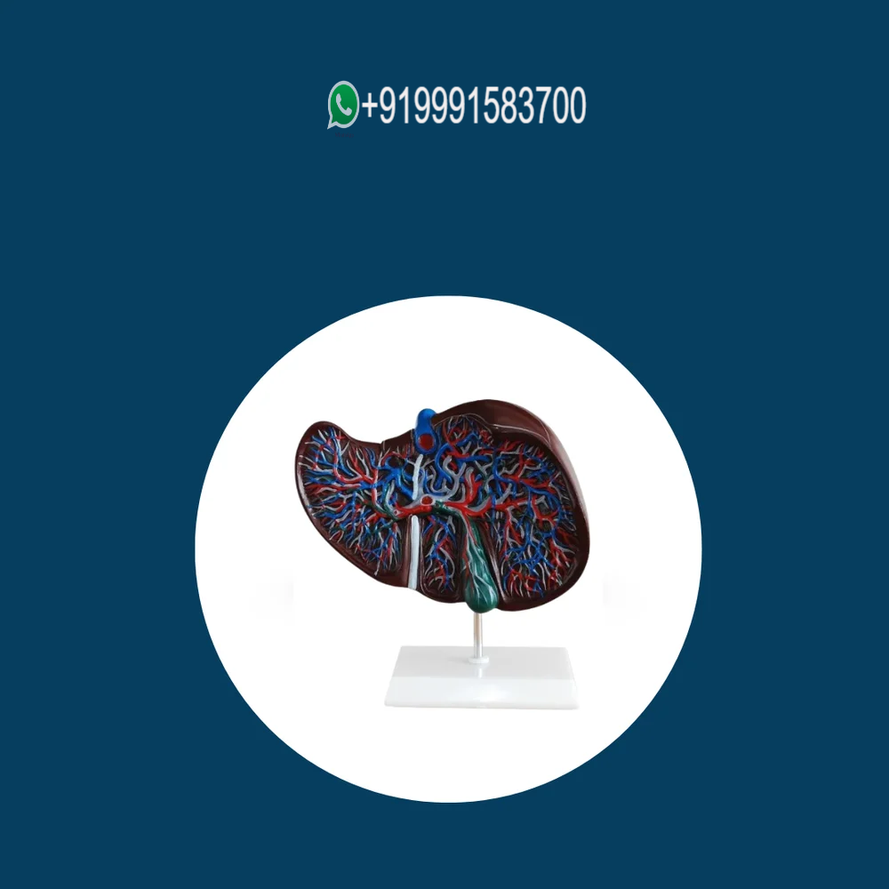 Human Liver Model