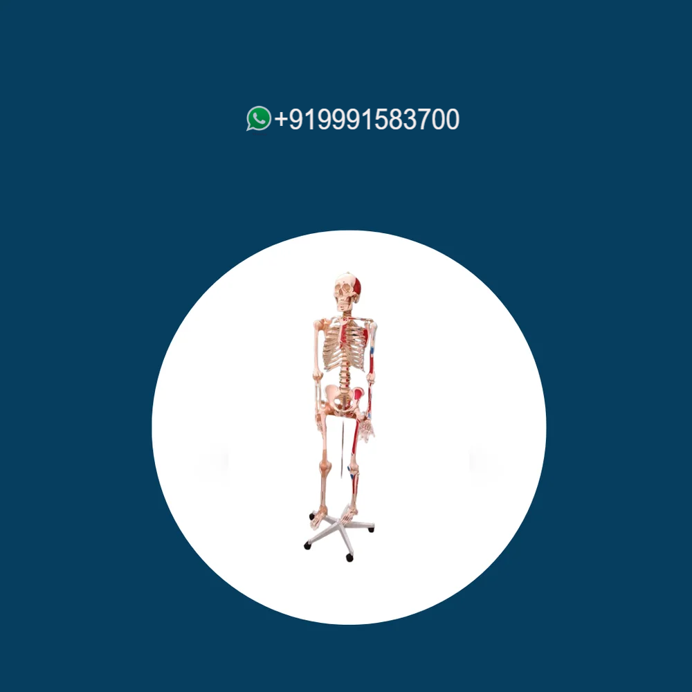 Human Skeleton Male with Muscles & Ligaments Life-Size (Tall 180 cm)