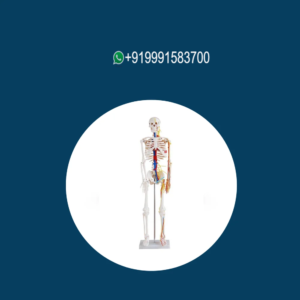 Human Skeleton with Nerves & Blood Vessels (Tall 85 cm)