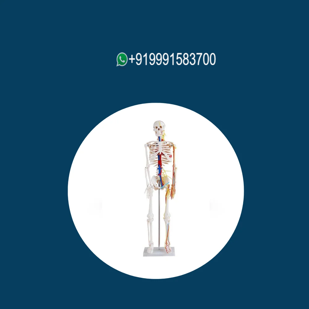 Human Skeleton with Nerves & Blood Vessels (Tall 85 cm)
