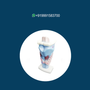 Magnified Human Larynx Model