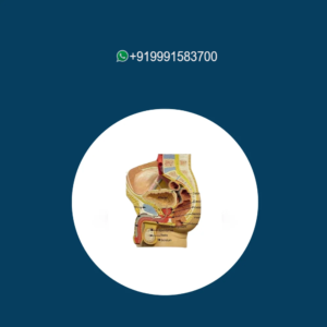 Male Genital Organs Model