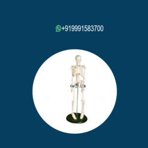 Mini Human Skeleton (Tall 42 cm)