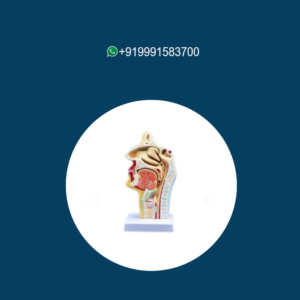 Model of Anatomical Nasal Cavity