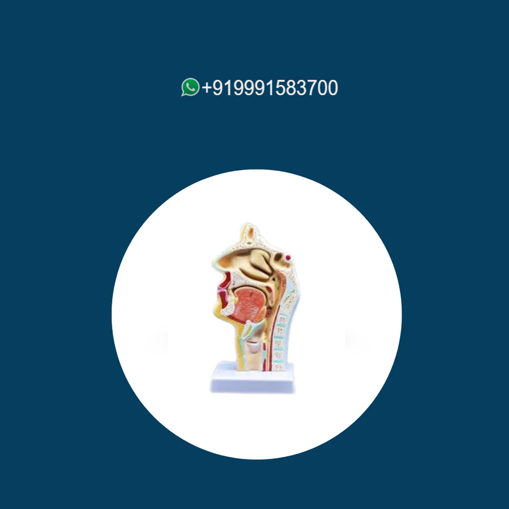 Model of Anatomical Nasal Cavity