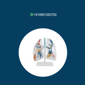 Model of the Transparent Lung Segment
