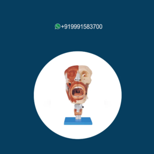 Nasal, Oral, Pharynx, and Larynx Cavities Model