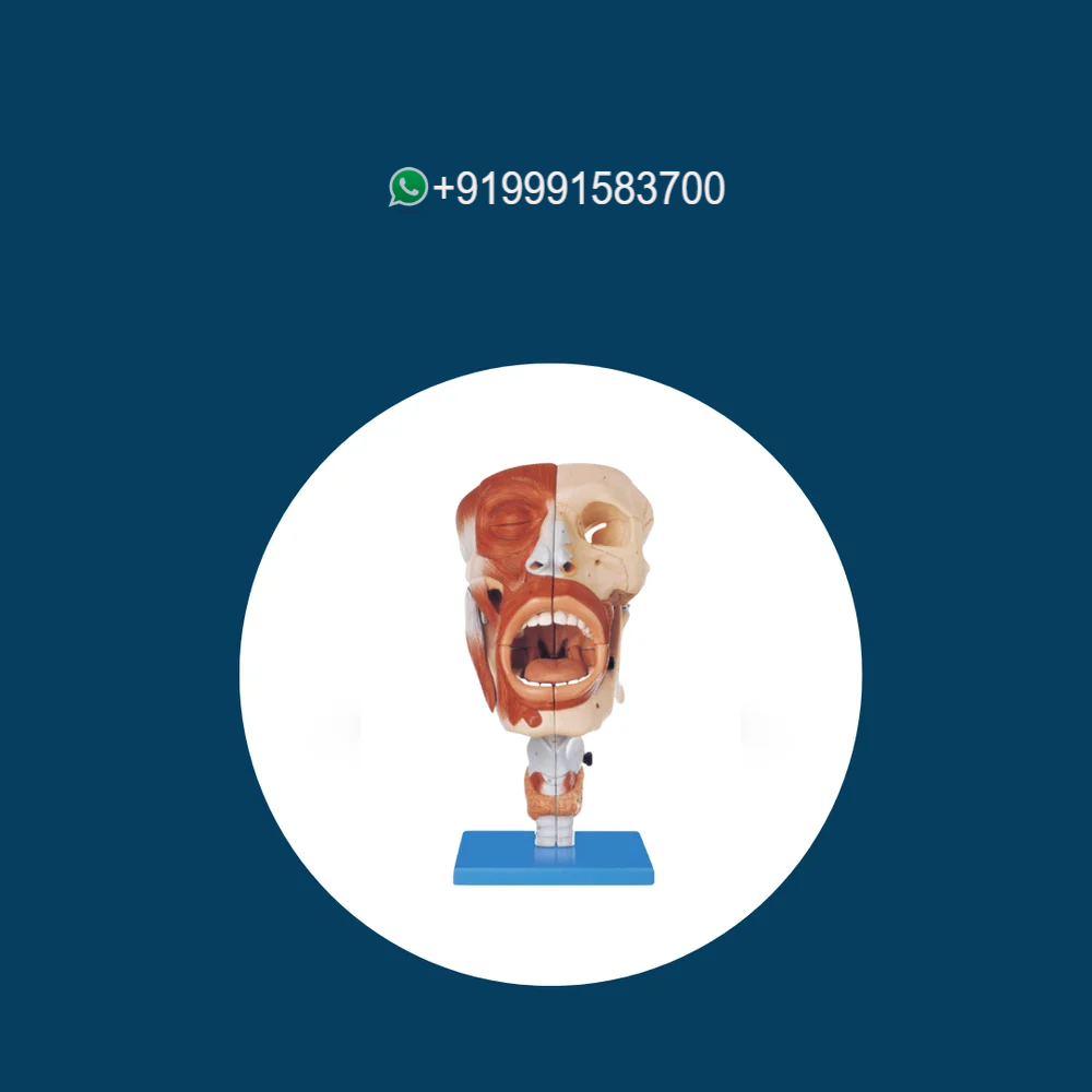 Nasal, Oral, Pharynx, and Larynx Cavities Model