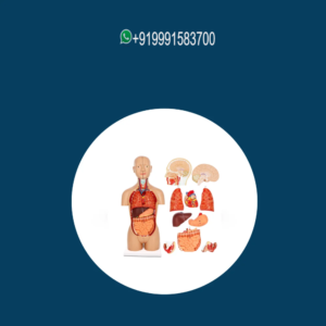 PVC Medical Models