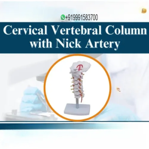 Cervical Vertebral Column with Nick Artery