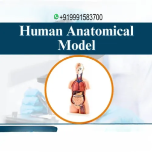 Human Anatomical Model
