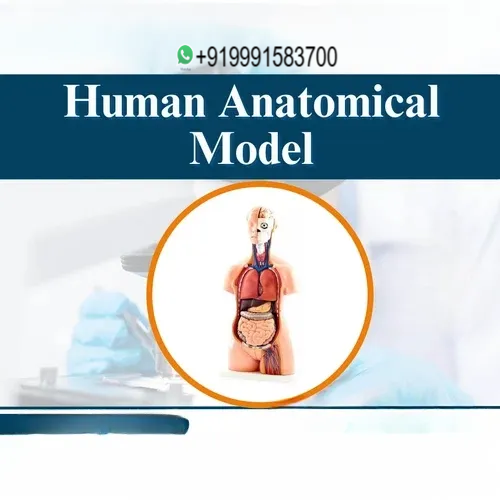Human Anatomical Model