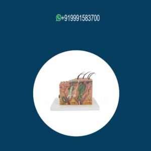 Skin Block Model (Enlarged)