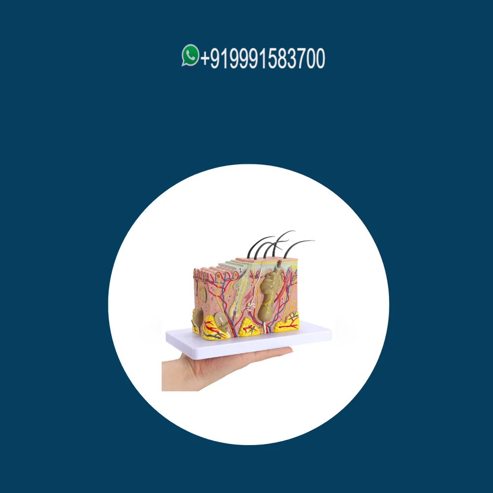 Skin Model (Enlarged)